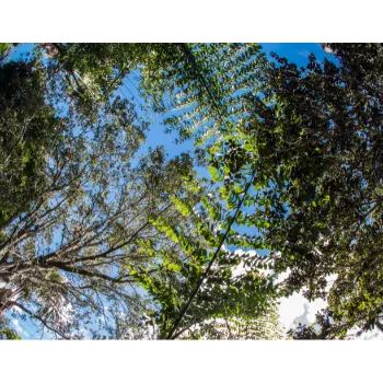 Natural Neem Tree